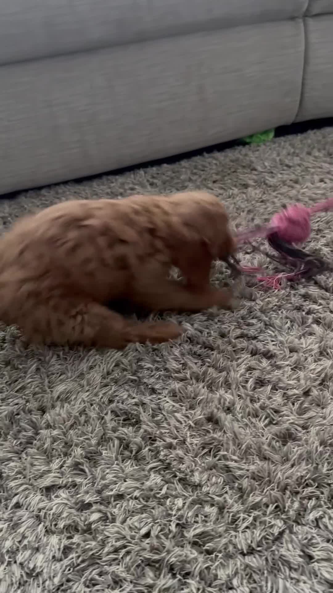 Cavapoo dogs for sale: cavapoo  - Video 1
