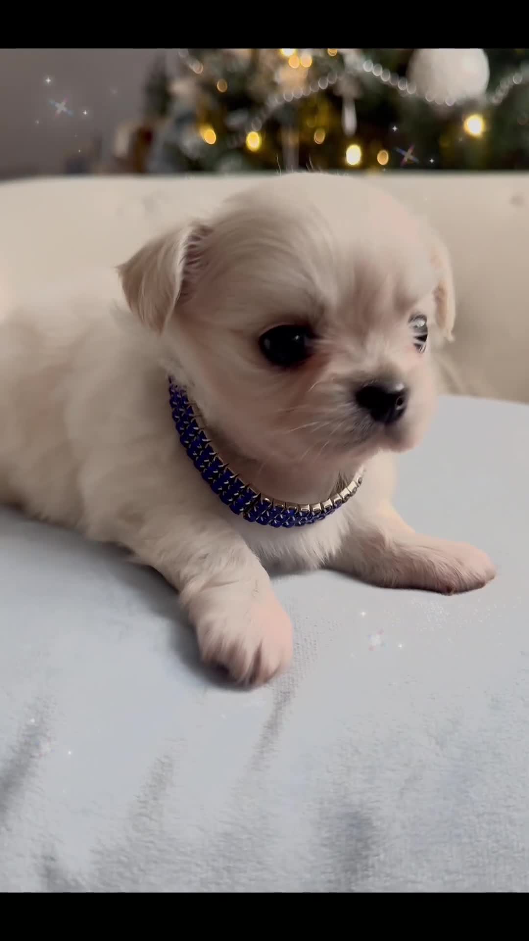 Chihuahua dogs for sale: KC long coat cream boy pet  - Video 1