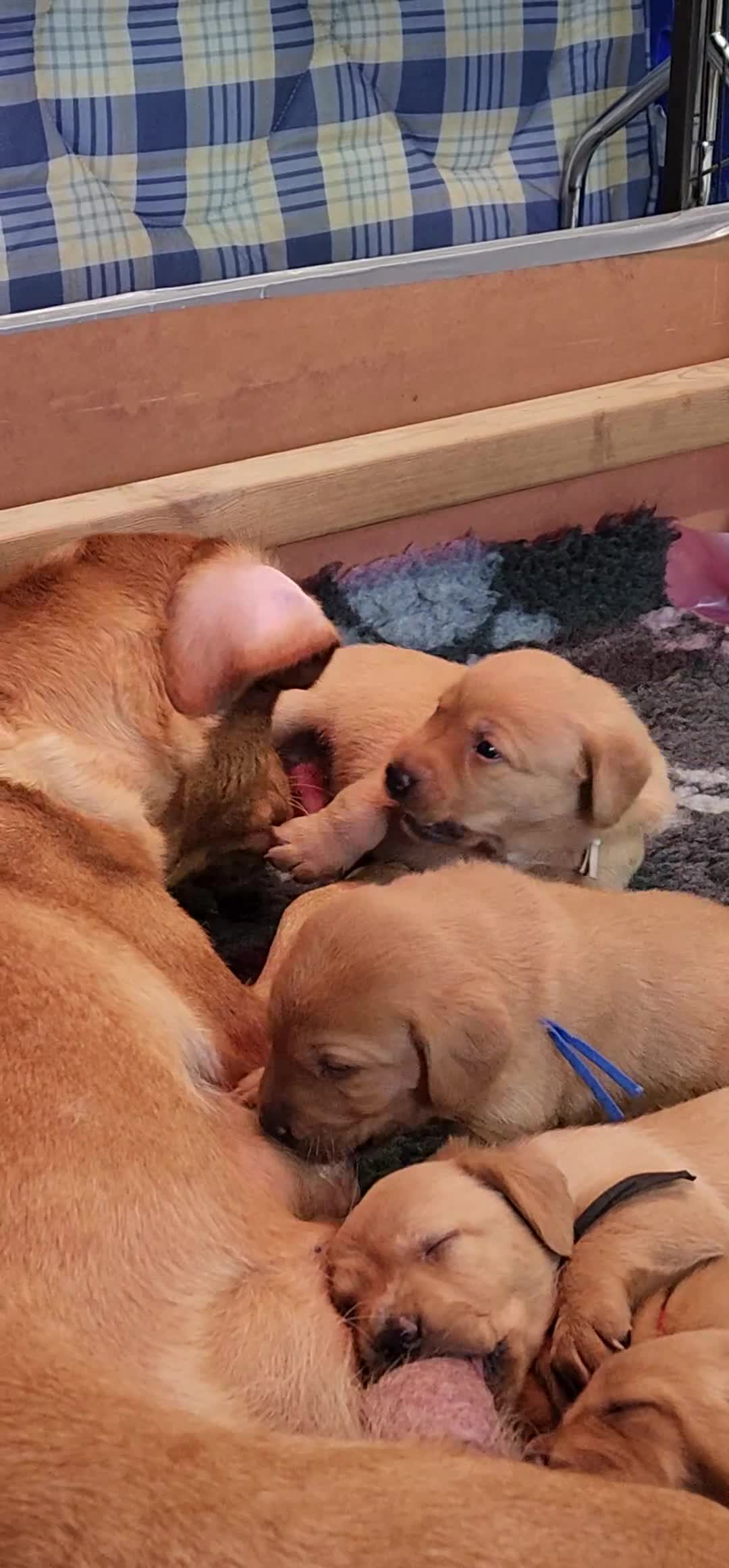 Labrador Retriever dogs for sale: KC Registered Fox Red Labrador Puppies - Video 2