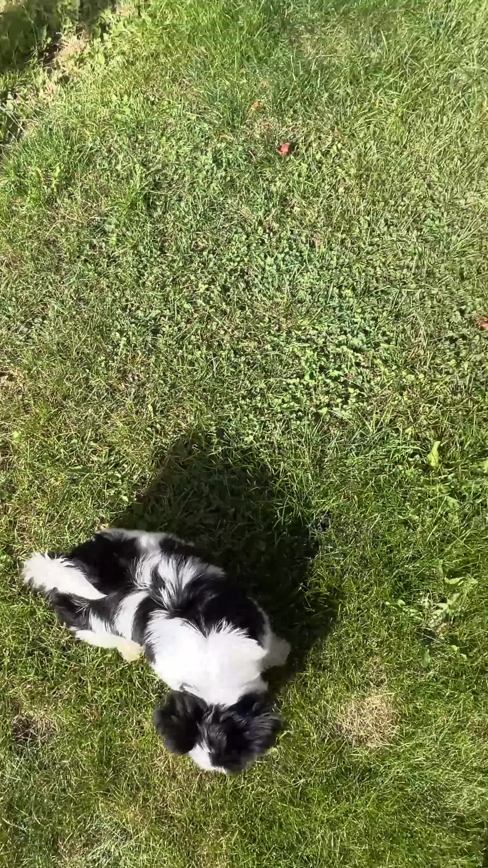 Biewer Terrier dogs for sale: ✨ Beautiful Biewer x Biro Terrier Puppies✨   - Video 1