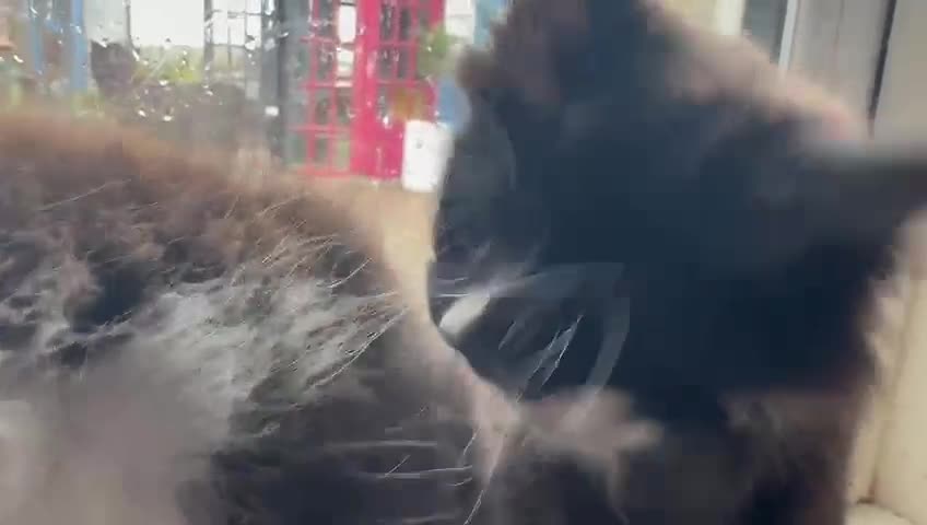 Maine Coon cats for sale: MAIN COON X - Video 3