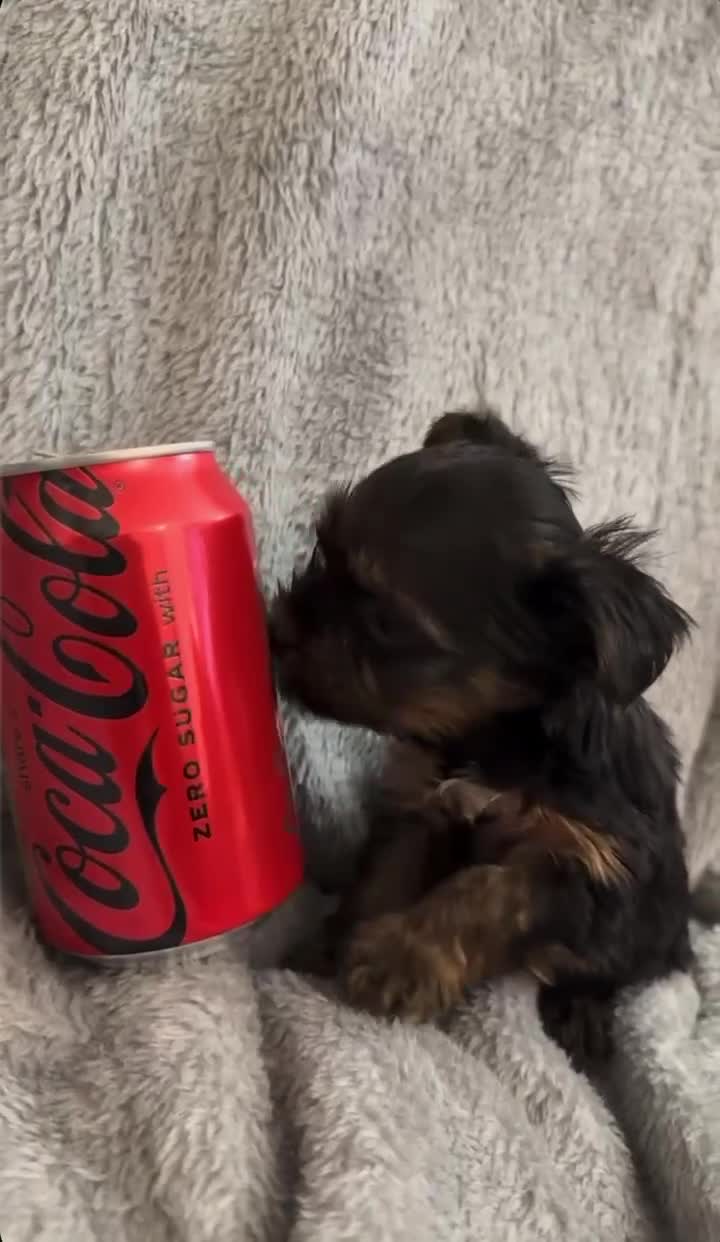 Yorkshire Terrier dogs for sale: Looking for a loving home🏠❤️ - Video 1