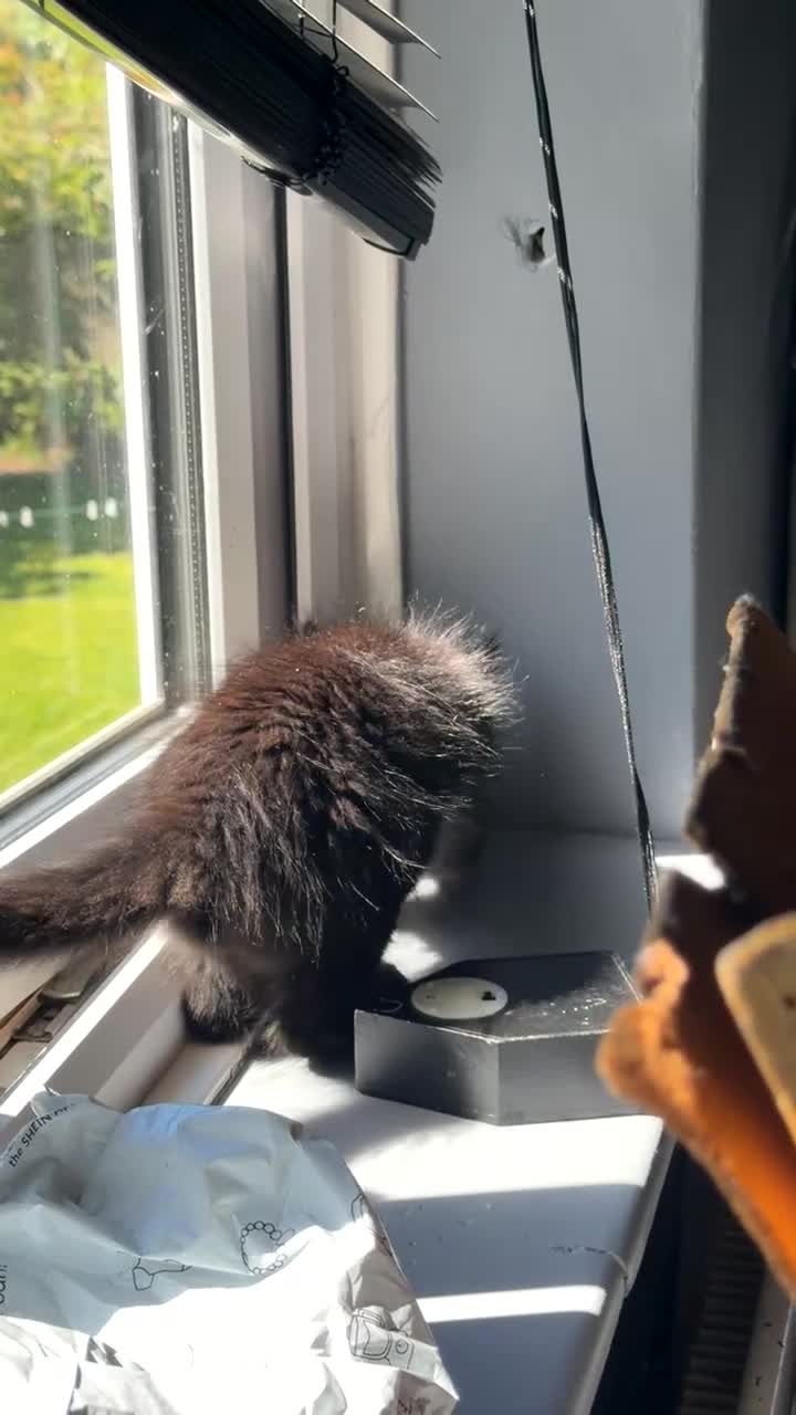 Mixed Breed cats for sale: BEAUTIFUL 9 WEEK OLD FEMALE KITTEN FO SALE:) - Video 2