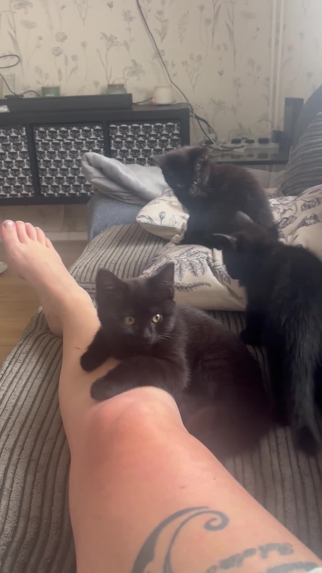Mixed Breed cats for sale: 2 Gorgeous little girls left  - Video 1