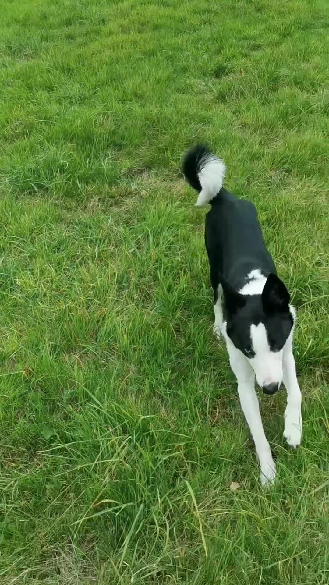 Border Collie dogs for sale: 10 month Female Border Collie - Video 1
