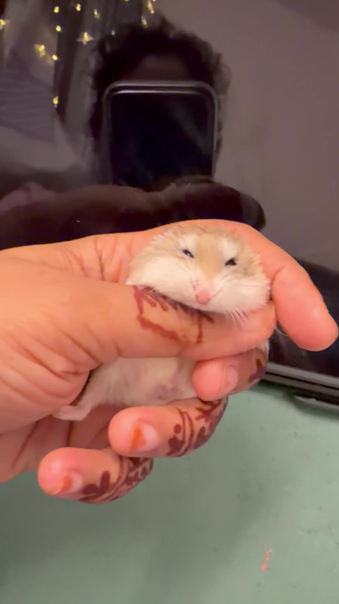 Hamster rodents for sale: Hamster with cage  - Video 1