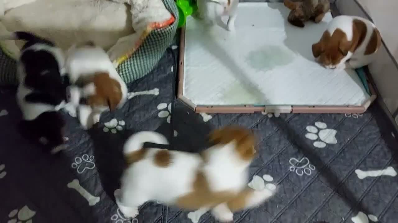 Jack Russell dogs for sale: Adorable 1 BOY LEFT Jack Russell  - Video 1
