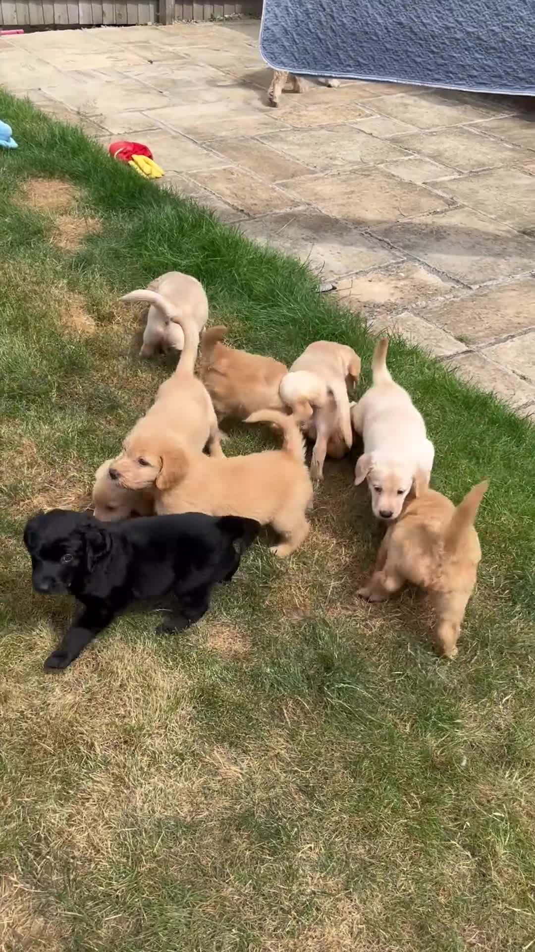 Goldendoodle dogs for sale: Goldendoodle x Aussiedoodle READY TO LEAVE in Doncaster - Video 2
