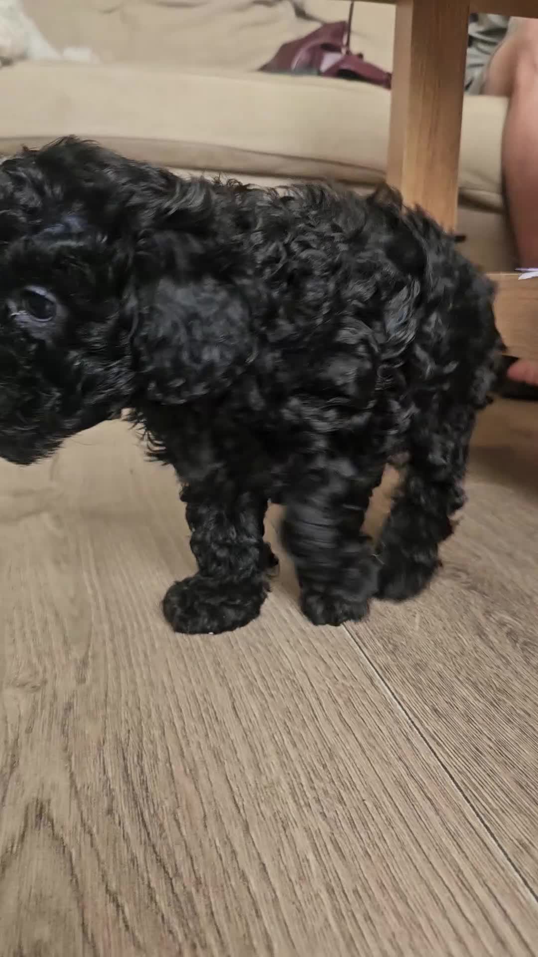 Toy Poodle dogs for sale: Toy poodle puppies 🩷💙  - Video 3