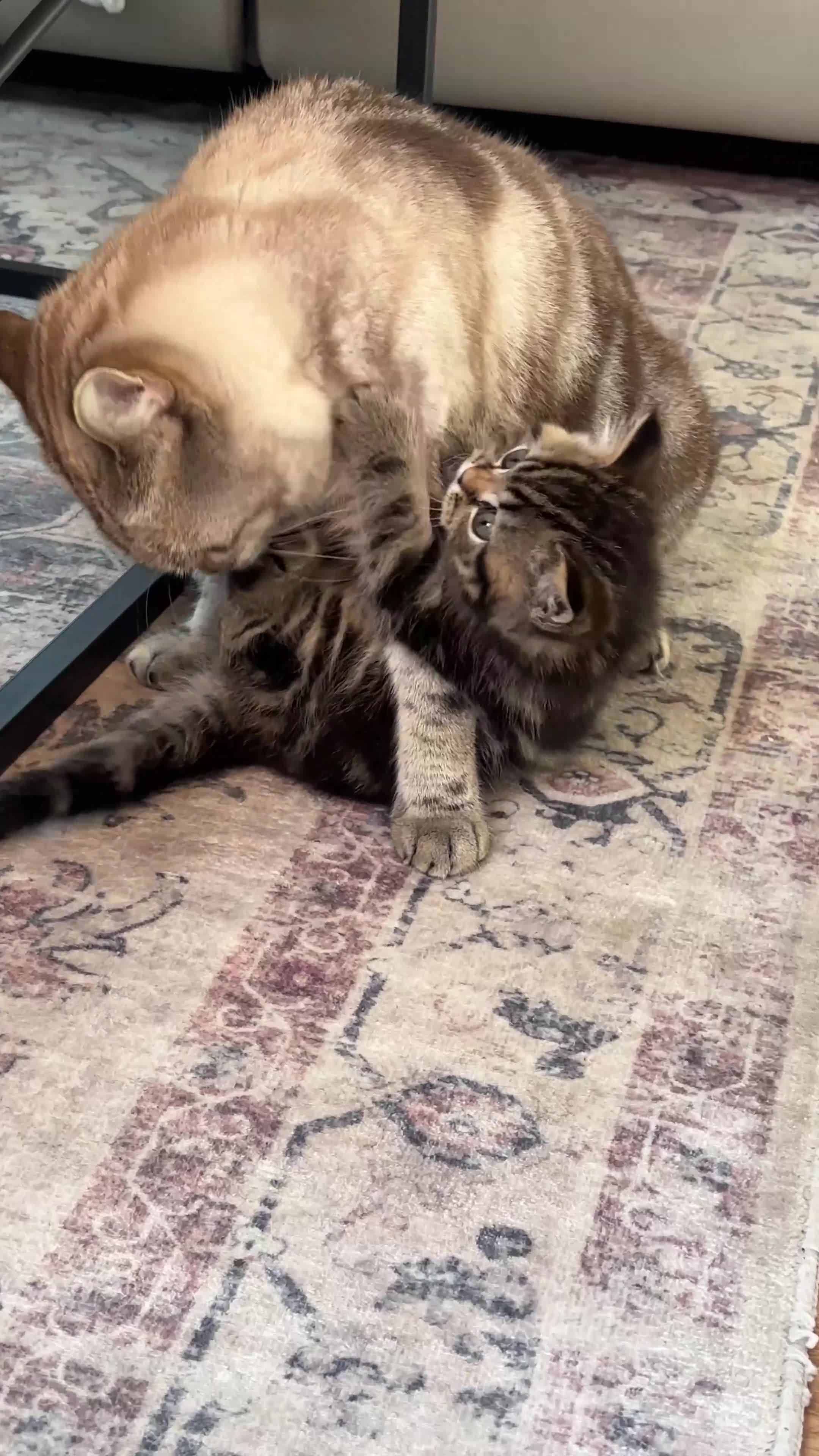 British Shorthair cats for sale: Sunning BSH kittens - ready for  **   - Video 3