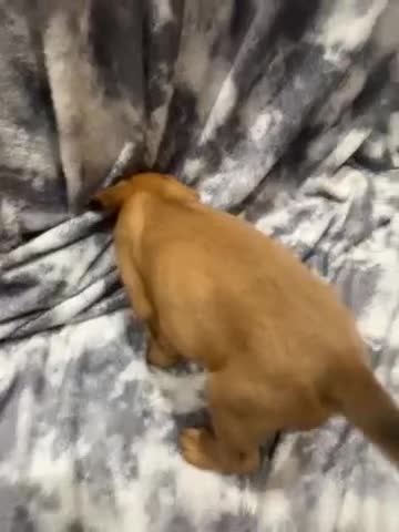 Mixed Breed dogs for sale: STAFFWEILERS LAST 2 GIRLS e Cream and d CARRIERS - Video 2