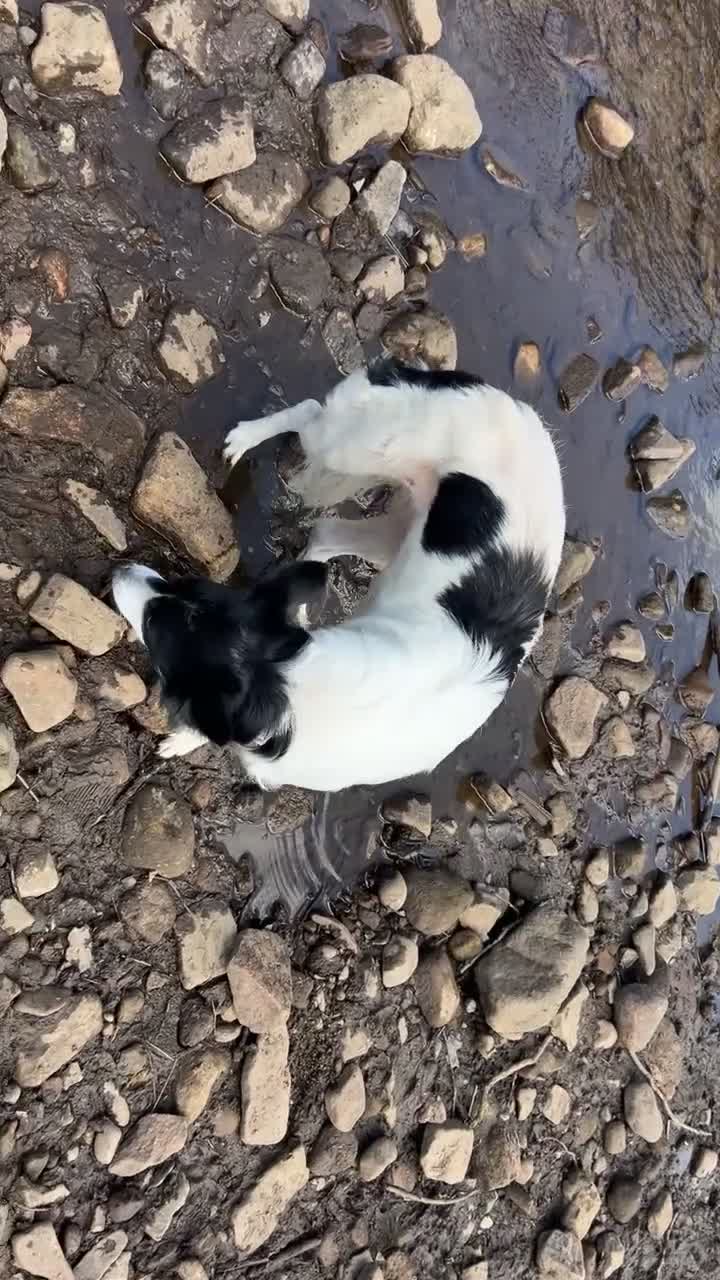 Border Collie dogs for sale: Tri coloured collie- Misty  - Video 1