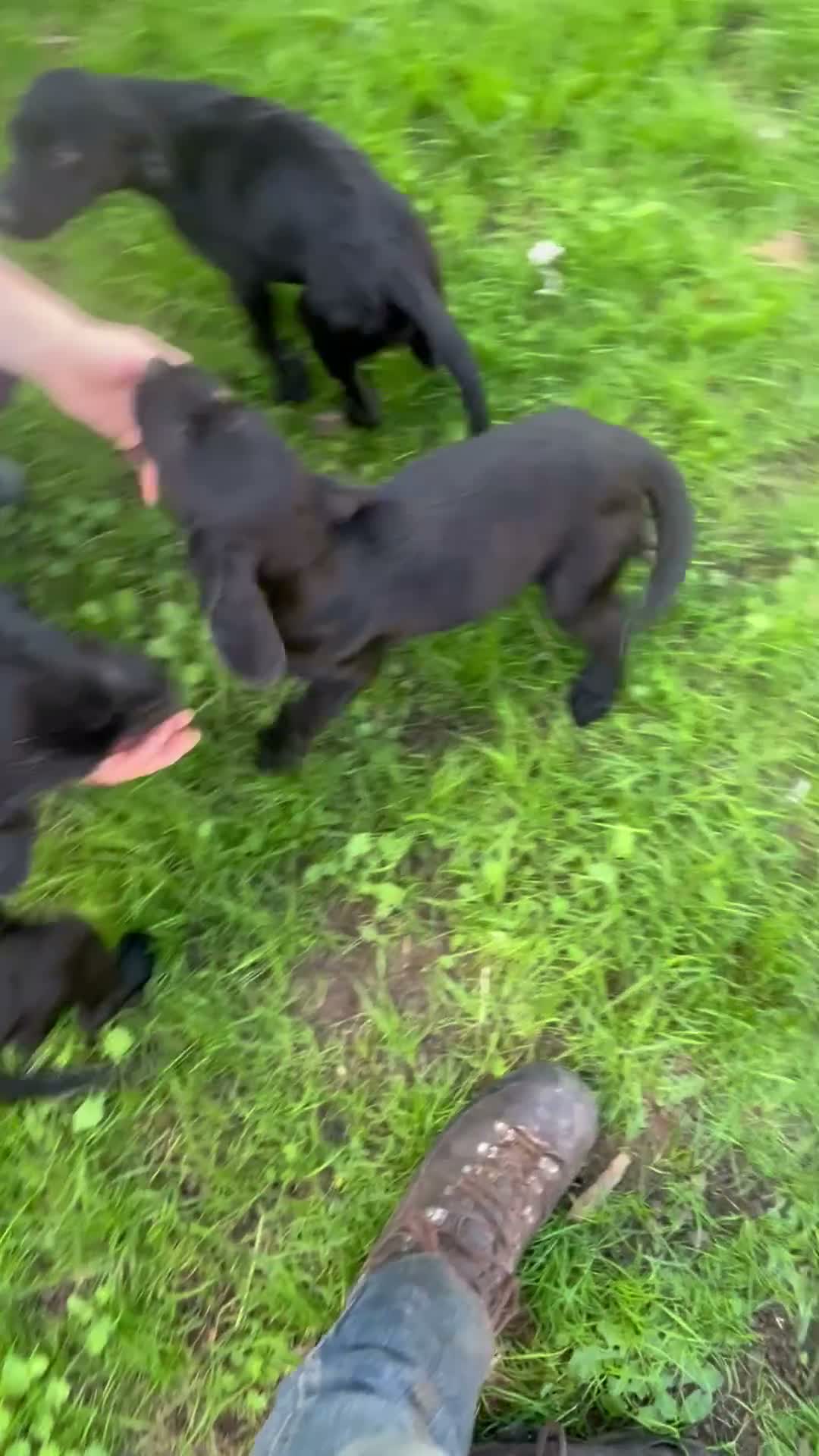 Mixed Breed dogs for sale: Pointe x labs in Malton - Video 1