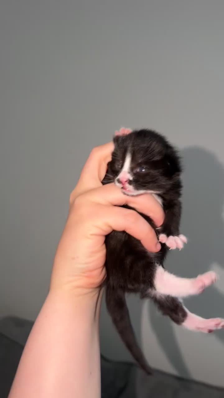 Domestic Shorthair cats for sale: 3 baby kittens ready for  **  eve - Video 2