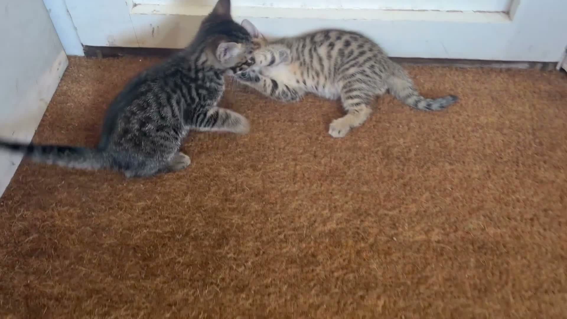 Savannah cats for sale: Savannah kittens  in Taunton - Video 4