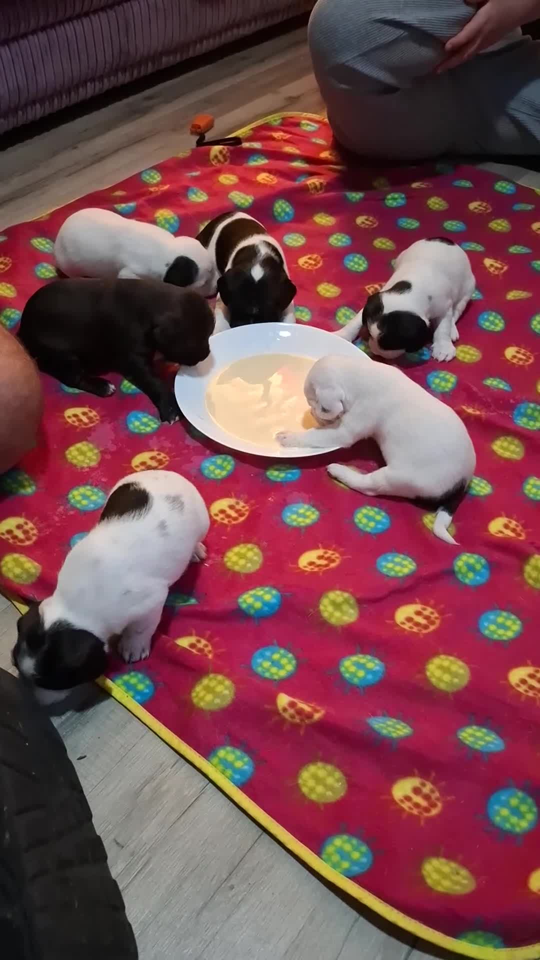 Mixed Breed dogs for sale: Frenchie cross - Video 1