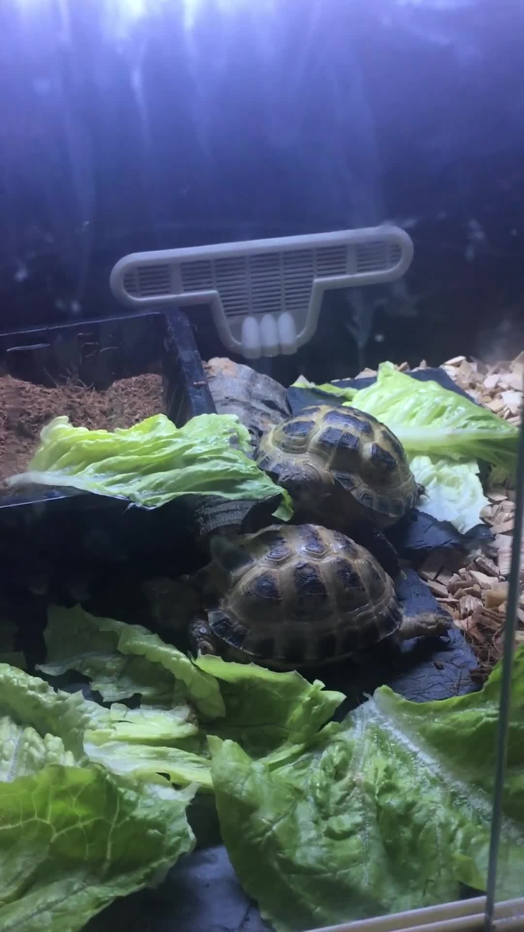 Tortoise reptiles for sale: Two Russian tortoises for sale - Video 2
