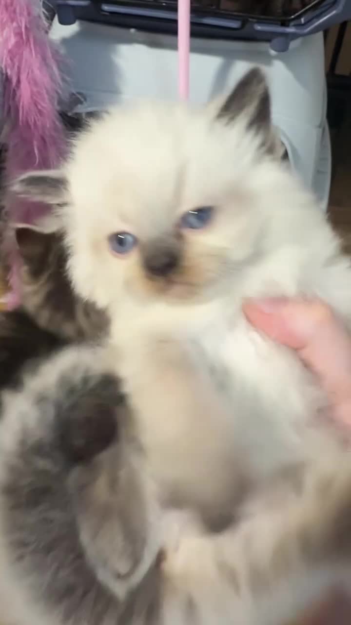 Ragdoll cats for sale: Ragdoll Siamese Mix Fluffy Kittens - Video 1