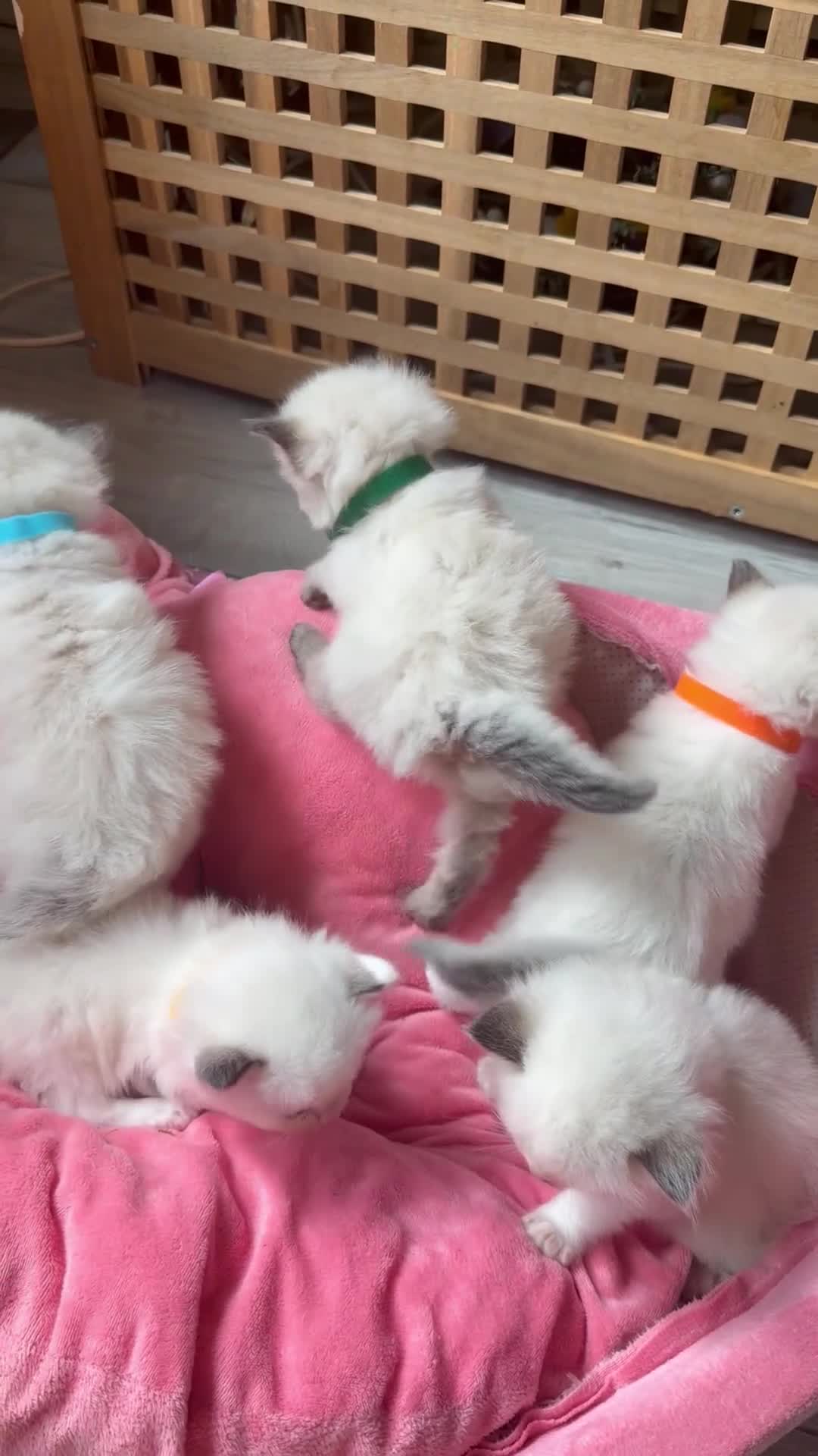Ragdoll cats for sale: Exceptional Ragdolls  - Video 2