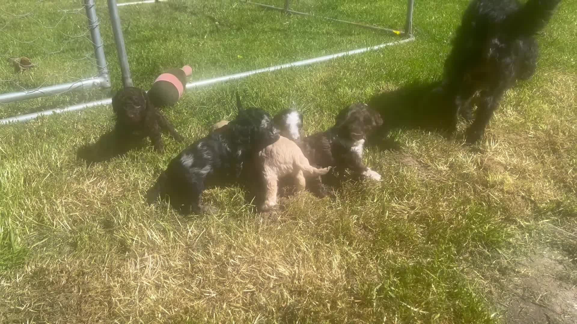 Cavapoo dogs for sale: Gorgeous f1b cavapoo puppies in Ebbw Vale - Video 1