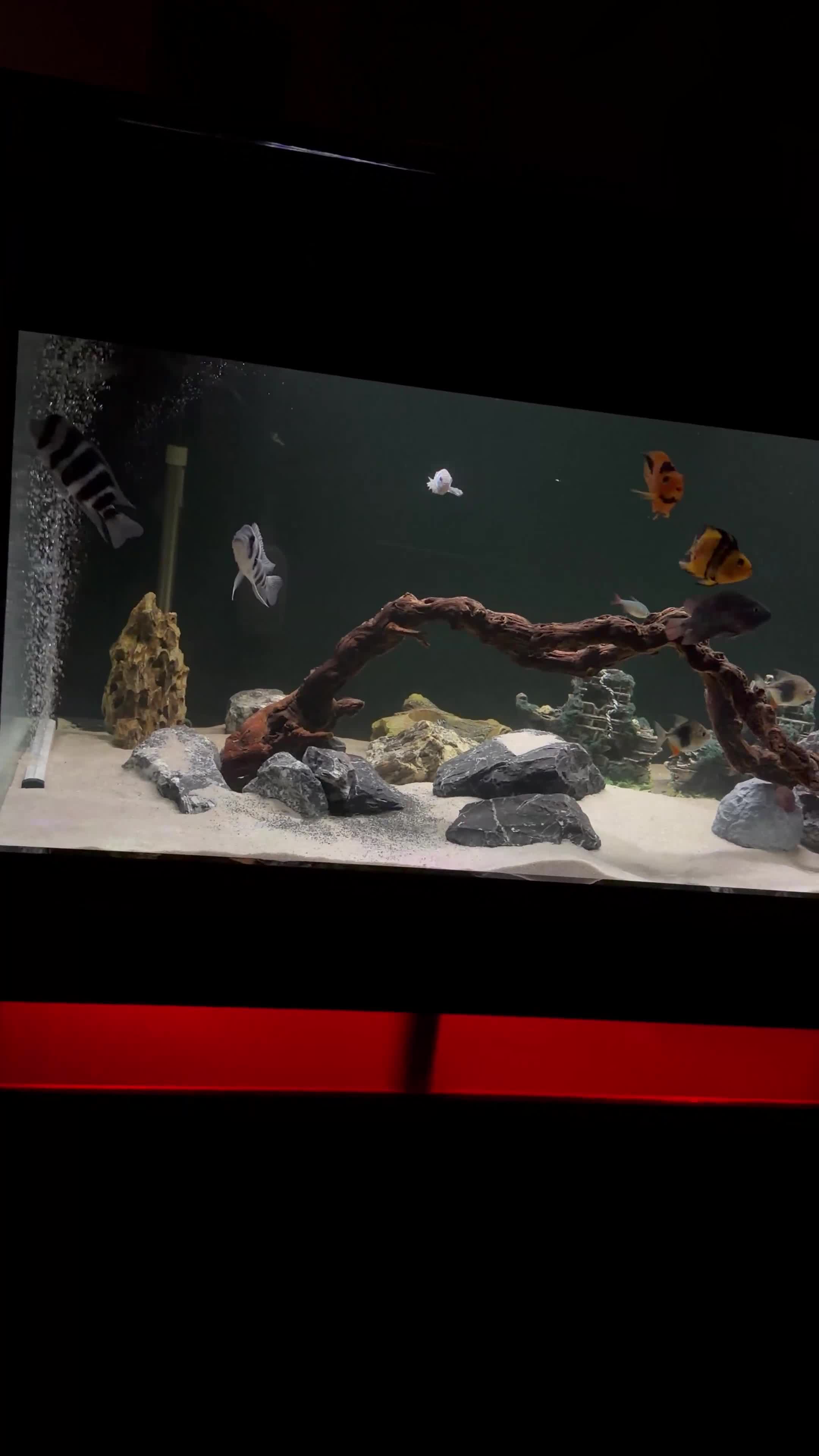 Cichlids fish for sale: Cichlids & Aqurium Available  - Video 1