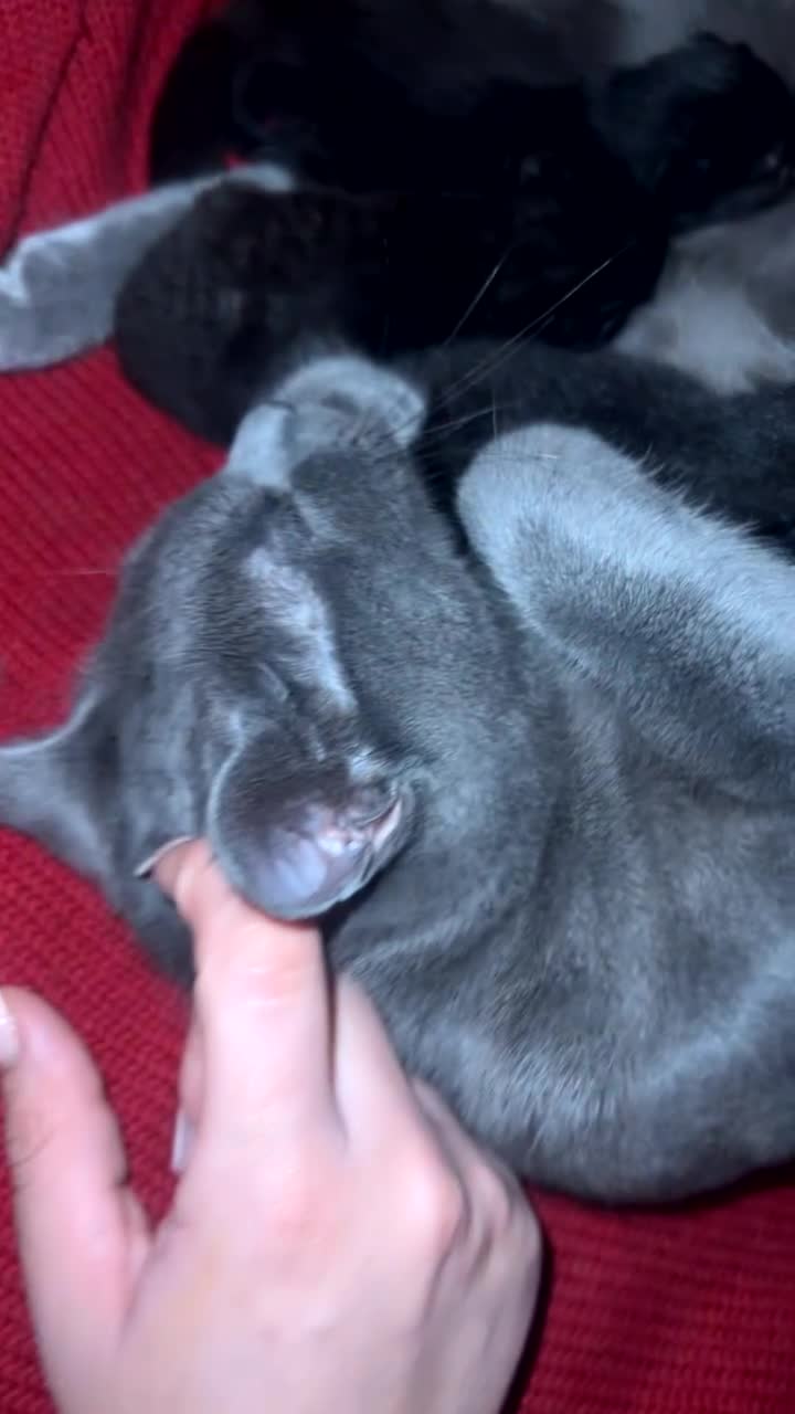 Mixed Breed cats for sale: Beautiful Black Kittens – Russian Blue Mum - Video 1