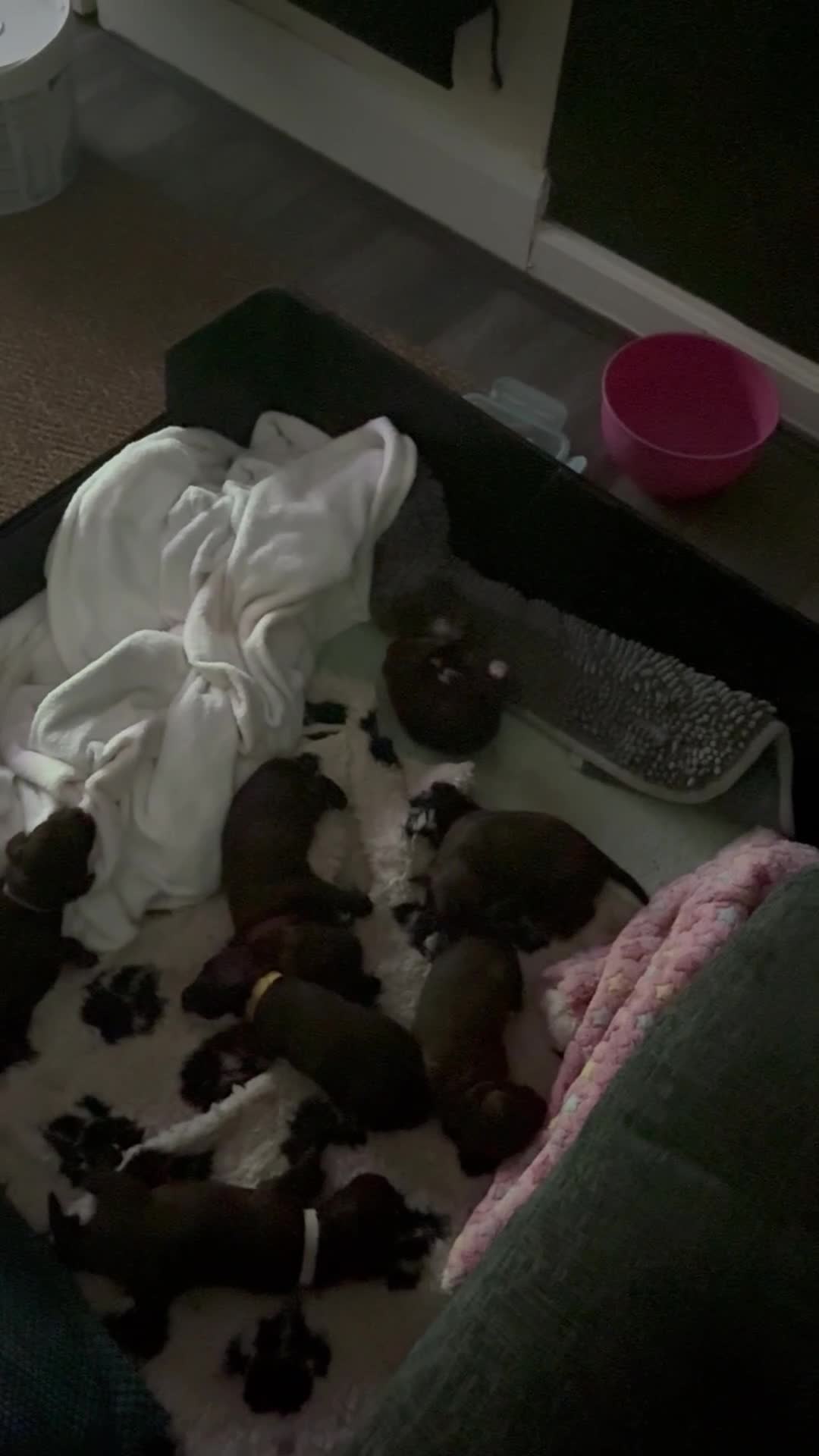 Cockapoo dogs for sale: 5 gorgeous cockapoo puppies  - Video 1