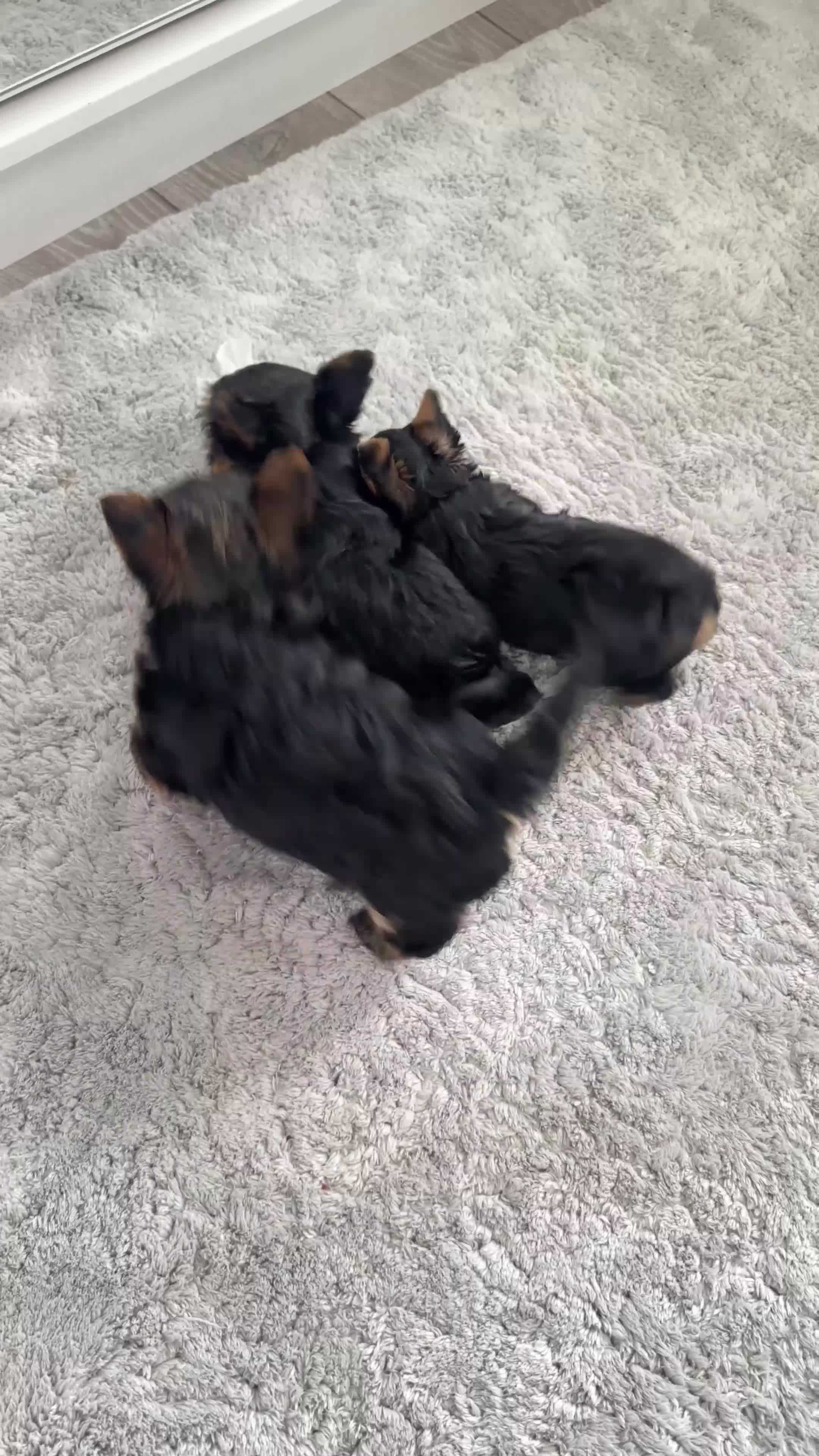 Yorkshire Terrier dogs for sale: Tiny Yorkshire Terrier ( 1 cute boy 🐶 left) - Video 1