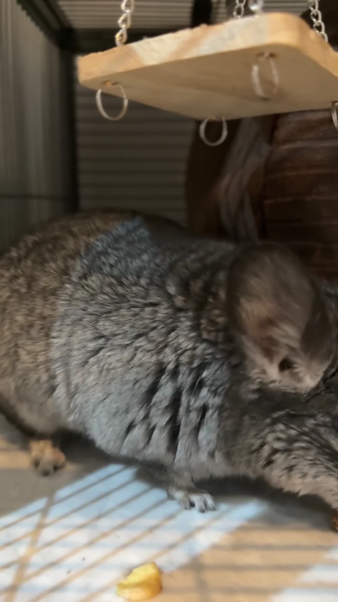 Chinchilla rodents for sale: Chincilla  in Bournemouth - Video 2