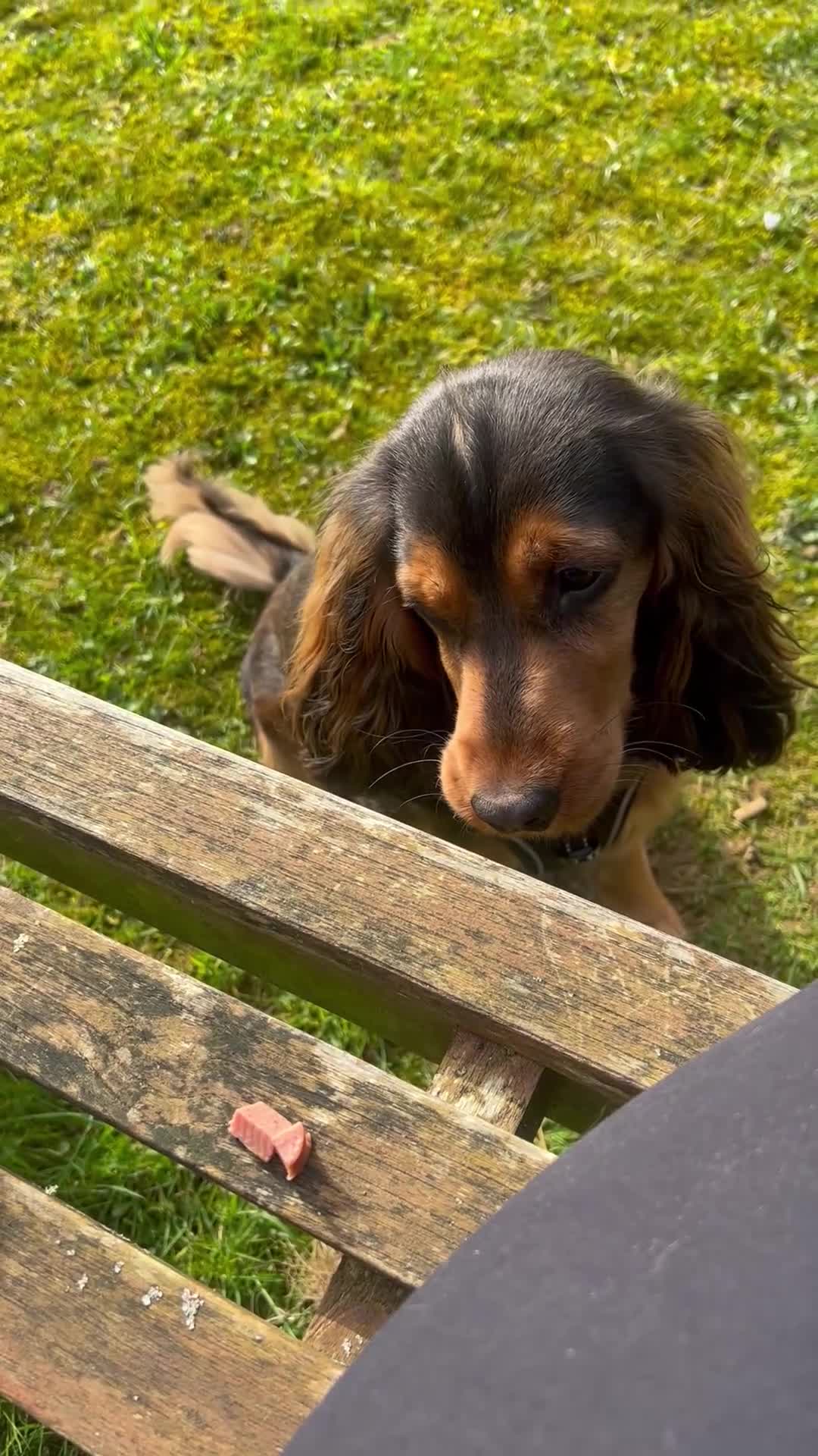 Cocker Spaniel dogs for sale: 10 Month Old Female Cocker Spaniel Puppy  in Haslemere - Video 2