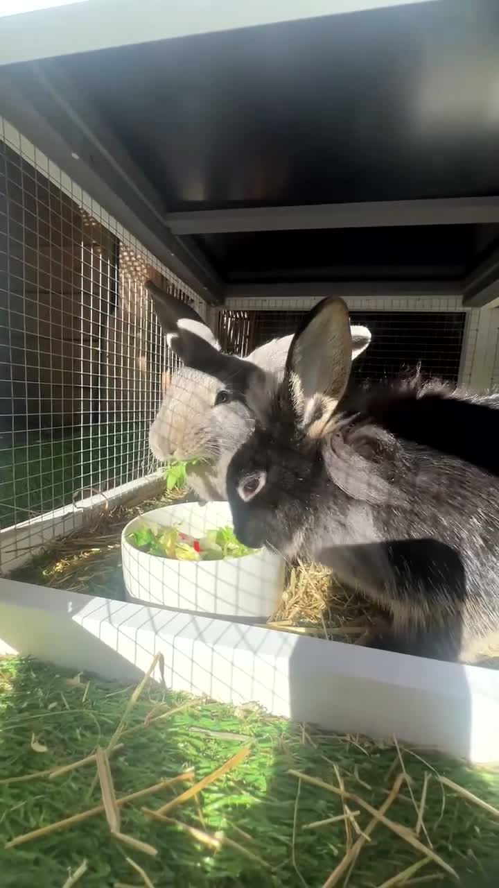 Mixed Breed rabbits for sale: 2 Beautiful Rabbits for sale  in Camberley - Video 2