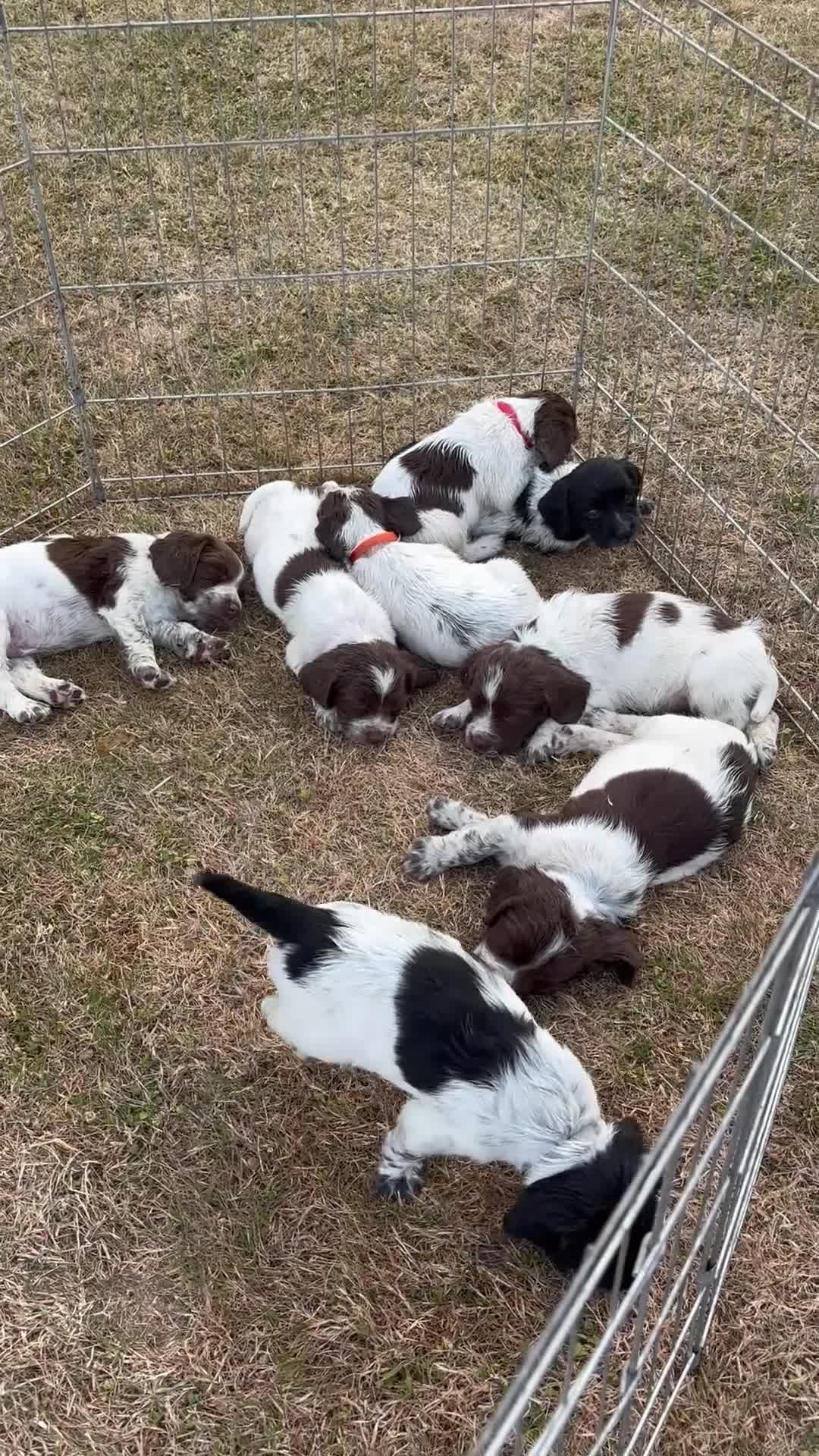 English Springer Spaniel dogs for sale: English springer spaniel puppies for sale  in Abergele - Video 1