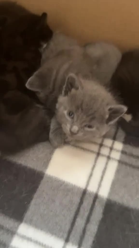 Ragdoll cats for sale: Ragdoll mixed breed in Chorley - Video 1