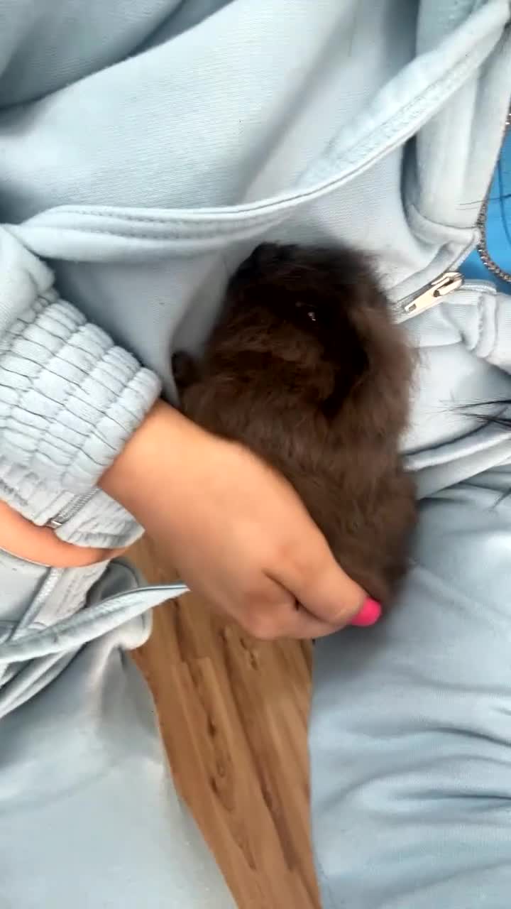Guinea Pig rodents for sale: 2 guinea pigs free to good home - Video 2