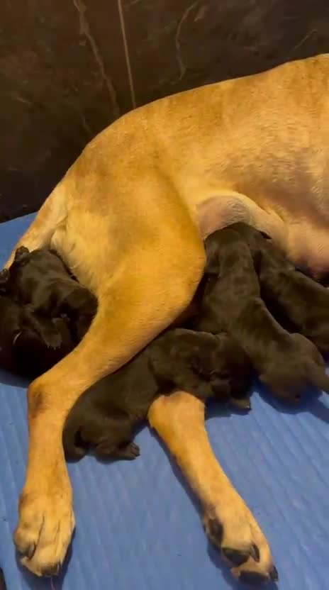 Presa Canario dogs for sale: Black presa Canario puppies - Video 3