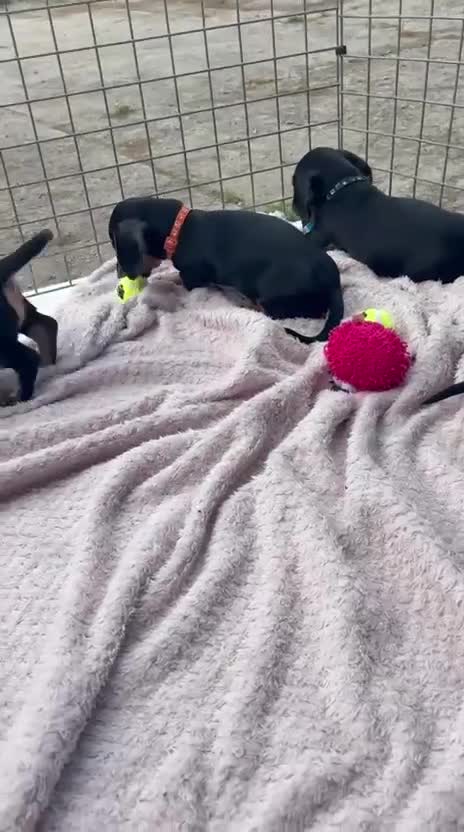 Dachshund dogs for sale: Dachshund puppies  - Video 1