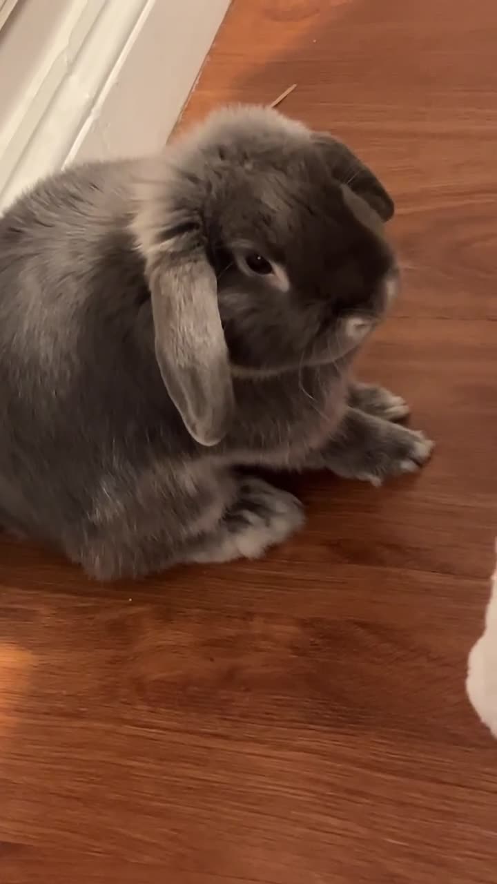 Mini Lop rabbits for sale: Blueberry  in Great Yarmouth - Video 4