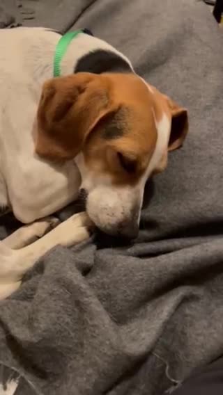 Mixed Breed dogs for adoption: Sweet Ellie - Video 3