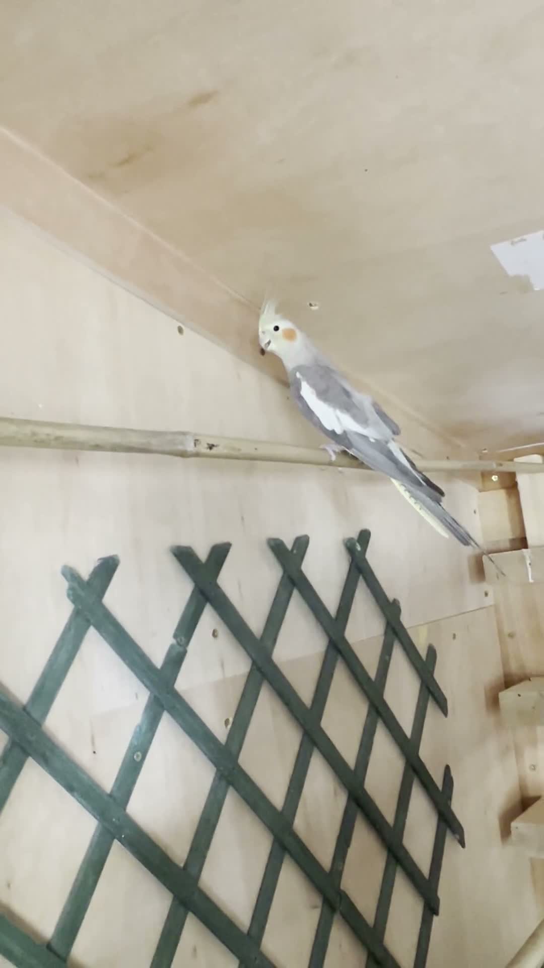 Cockatiels birds for sale: Rio looking for a home! in Beckenham - Video 1
