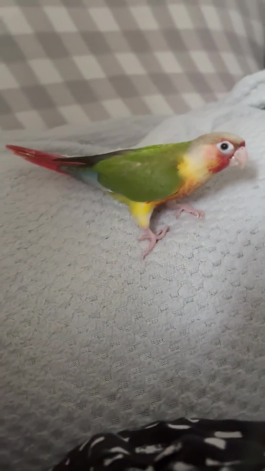 Conures birds for sale: Green cheek pineapple conure  - Video 1