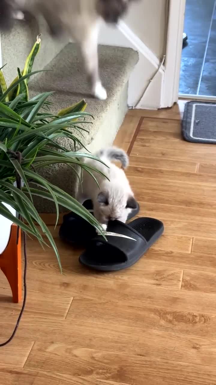 Mixed Breed cats for sale: Mixed Breed Siamese Kittens - Video 1
