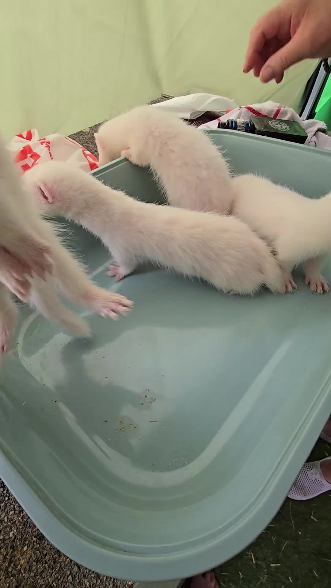 Ferret rodents for sale: Albino kits for sale - Video 1