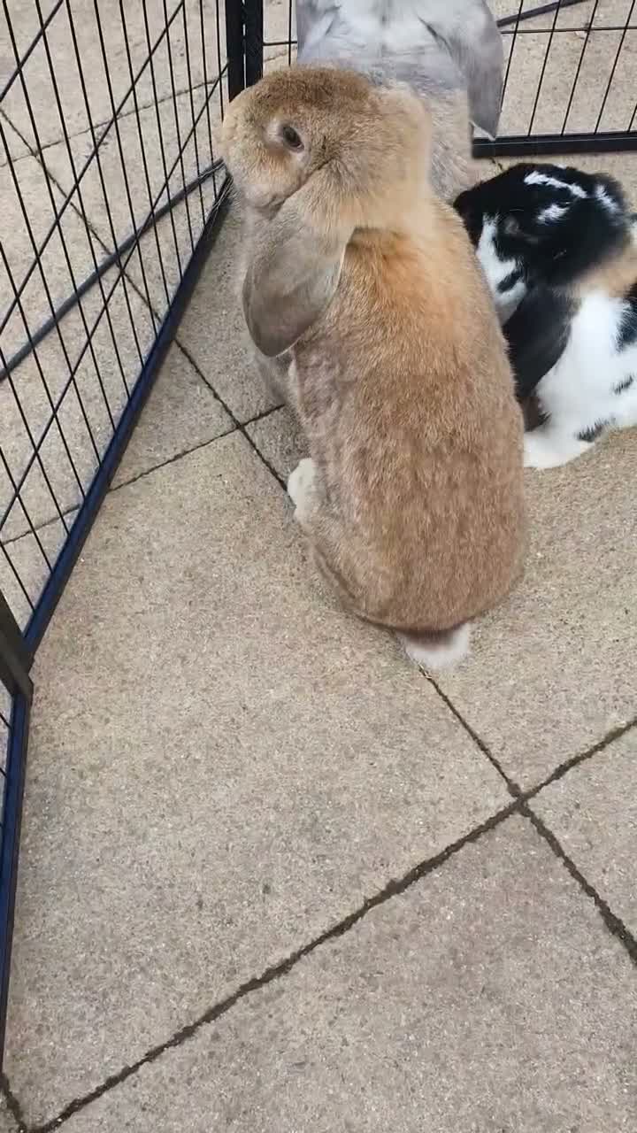 French Lop rabbits for sale: Vaccinated Giant French Lop babies   - Video 1