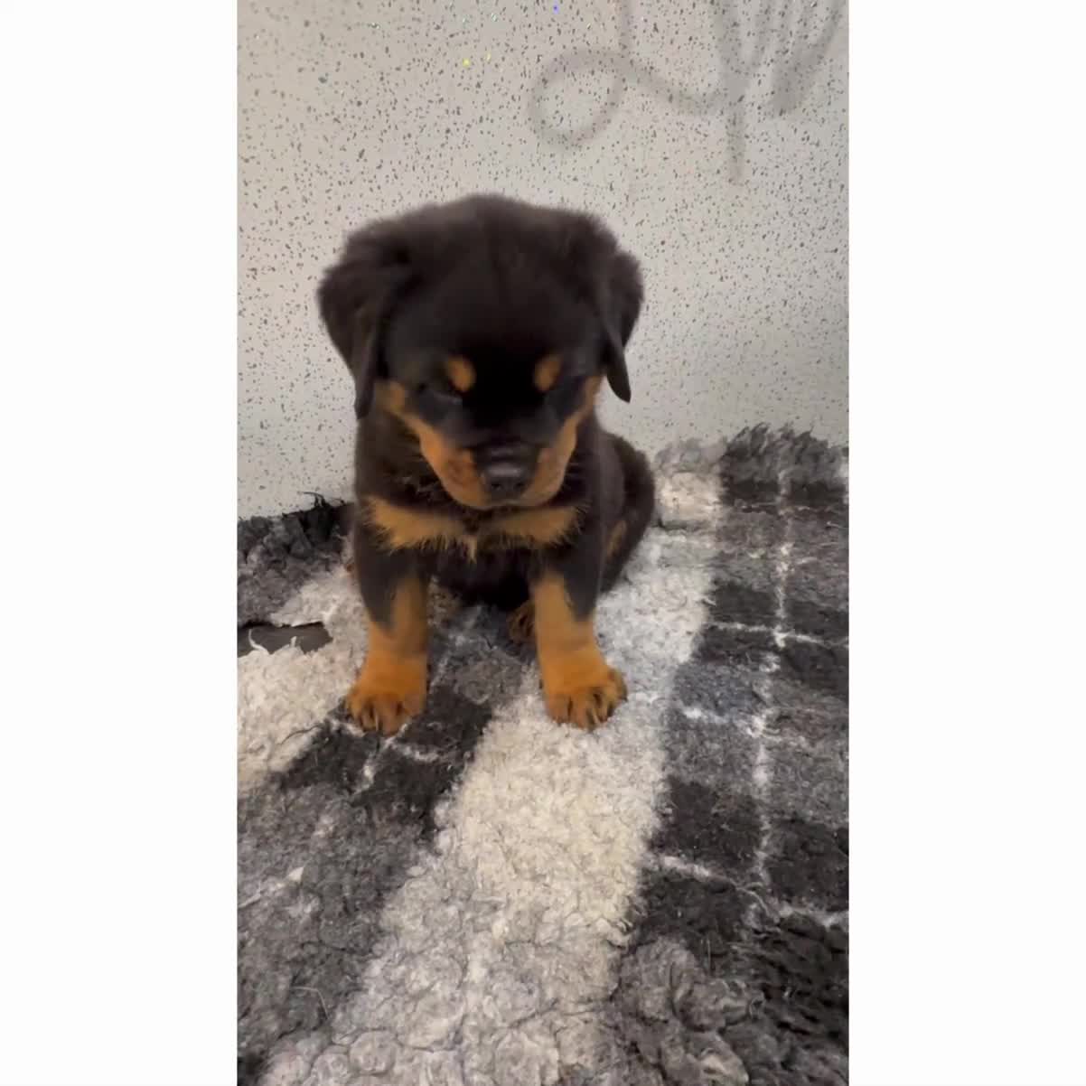 Rottweiler dogs for sale: Rottweiler puppies  - Video 1