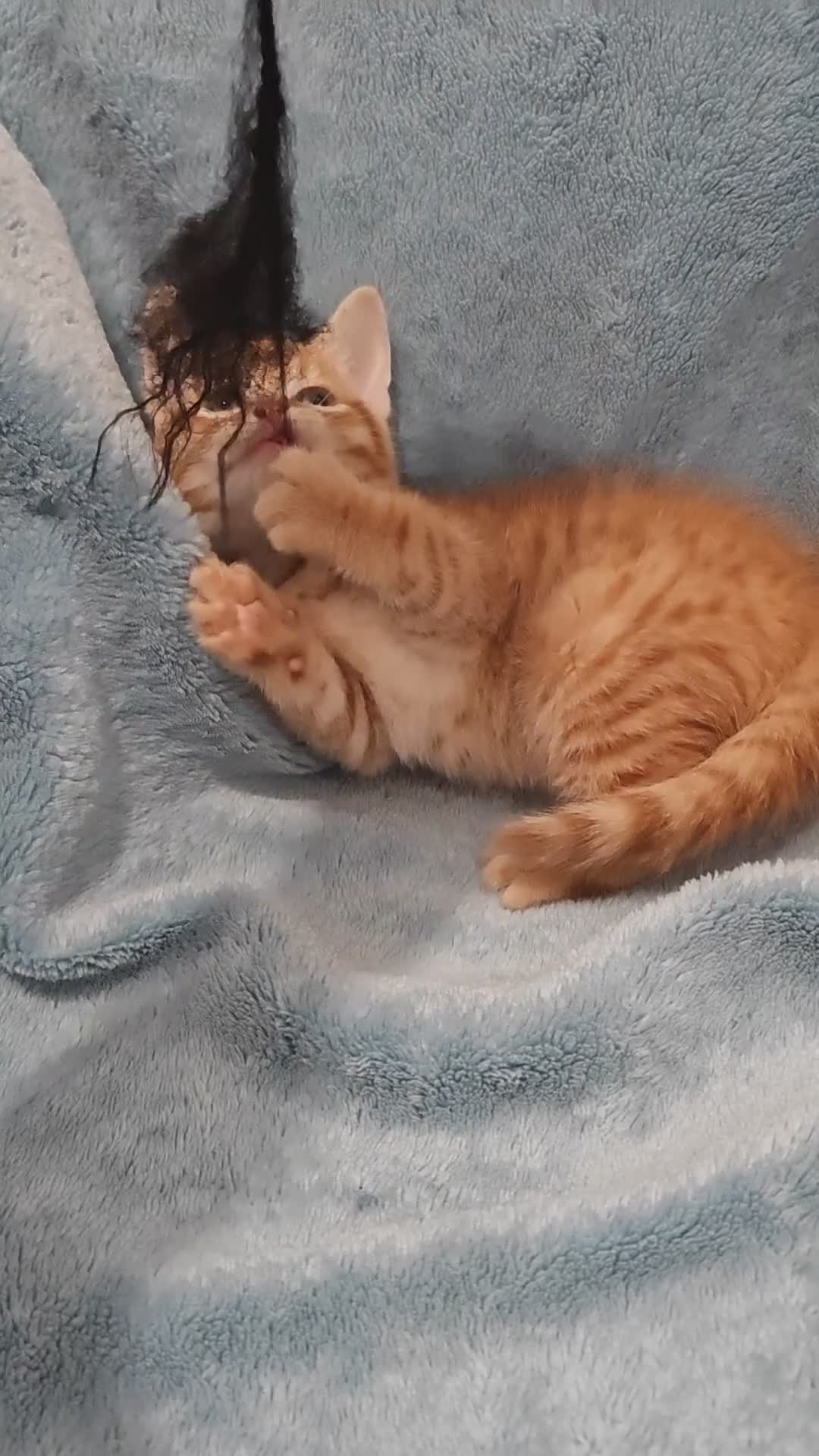 Mixed Breed cats for sale: Beautiful kittens VIDEOS - Video 1