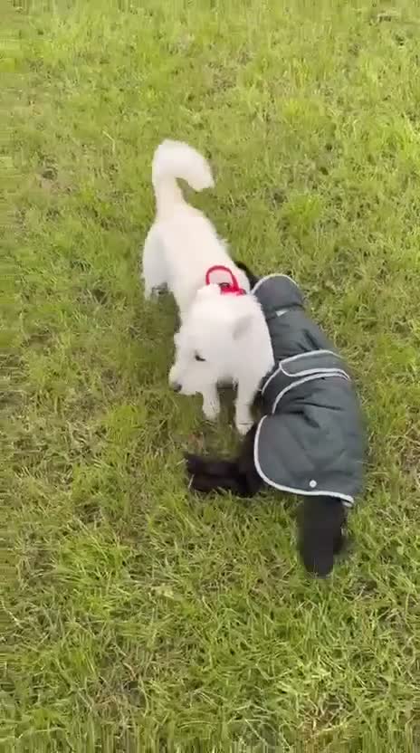 Mixed Breed dogs for adoption: ❤️SNOWY❤️– SMALL, SWEET & SOCIAL GIRL - Video 2