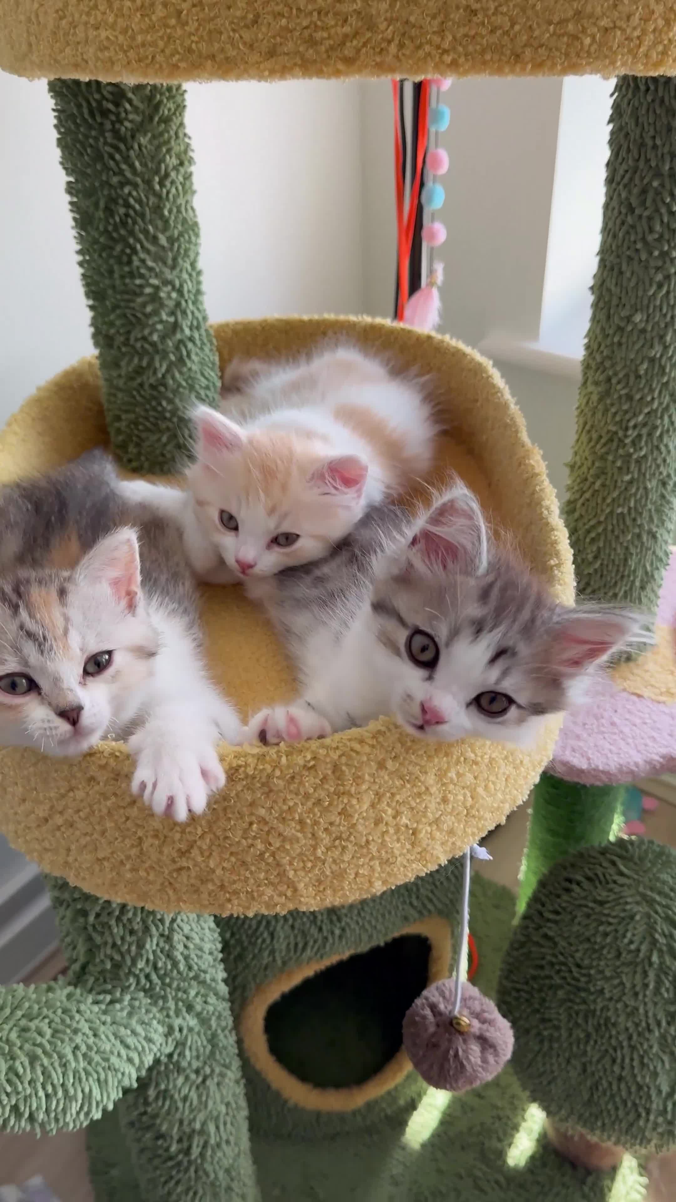 Munchkin cats for sale: ⭐️⭐️-3x TICA Munchkins - Super Short Legs-⭐️⭐️  - Video 1