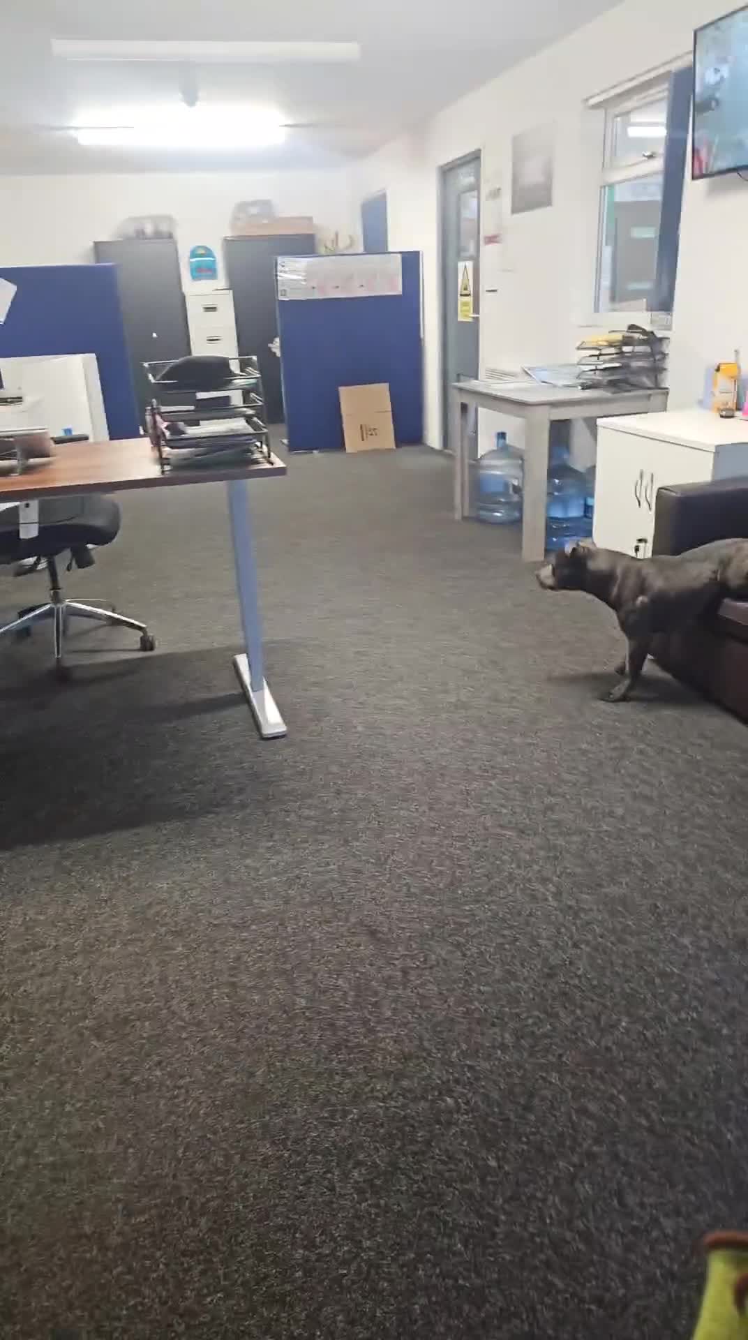 Staffordshire Bull Terrier dogs for stud: Stunning blue staffy for 1st time stud - Video 3