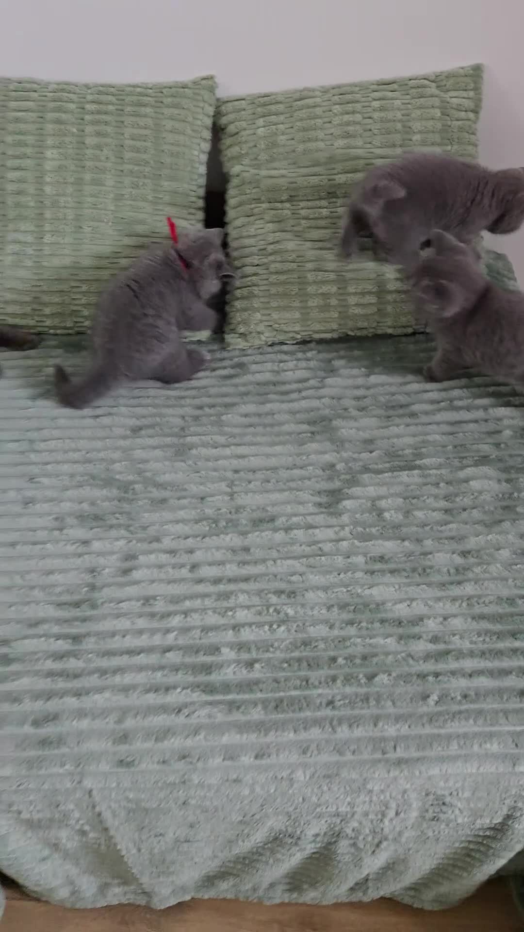British Shorthair cats for sale: Adorable GCCF Registered British Shorthair Kittens - Video 1