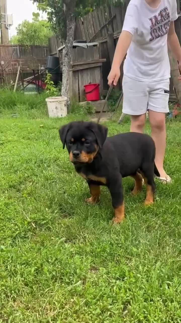 Rottweiler dogs for sale: Rottweiler  - Video 2